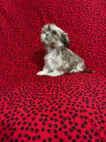 Simba, a male Shih Tzu for sale in Andrews, SC – 1 of 3