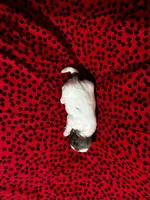 Fluffy, a female Shih Tzu for sale in Andrews, SC – 3 of 3