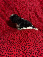 Oreo, a male Shih Tzu for sale in Andrews, SC – 3 of 4