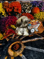 SALE - Tiny Male, a male Shih Tzu for sale in Andrews, SC – 3 of 8