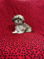 Simba, a male Shih Tzu for sale in Andrews, SC – 2 of 3