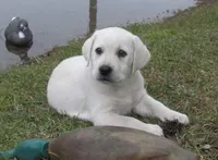 🌨️ARCTIC OWL🦉, a female Labrador Retriever for sale in Andrews, SC – 3 of 10