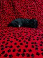 Babe, a female Shih Tzu for sale in Andrews, SC – 2 of 2