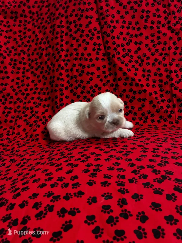 Cream – Shih Tzu puppy for sale in Andrews, SC