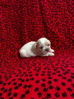 Cream, a male Shih Tzu for sale in Andrews, SC – 1 of 3