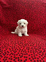 Snowball, a male Maltese for sale in Andrews, SC – 2 of 5
