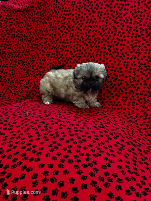 Chewy – Shih Tzu puppy for sale in Andrews, SC