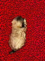Chewy, a male Shih Tzu for sale in Andrews, SC – Photo 3 of 3