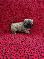 Chewy, a male Shih Tzu for sale in Andrews, SC – Photo 2 of 3