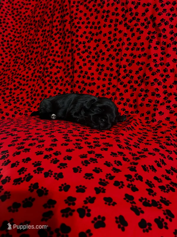 Babe – Shih Tzu puppy for sale in Andrews, SC
