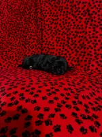 Babe, a female Shih Tzu for sale in Andrews, SC – 1 of 2