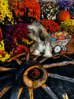 SALE - Tiny Male, a male Shih Tzu for sale in Andrews, SC – 4 of 8