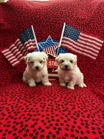 Snowball, a male Maltese for sale in Andrews, SC – 4 of 5