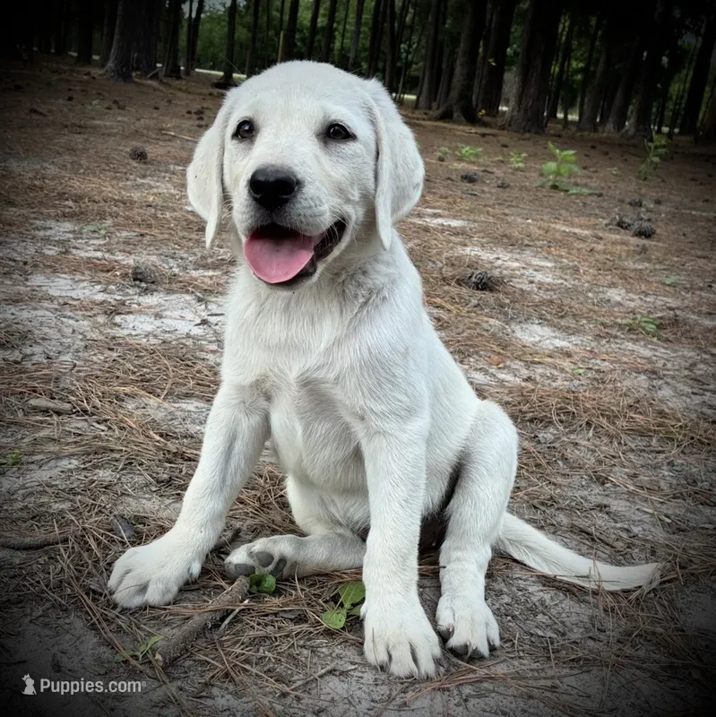 🌨️ARCTIC OWL🦉 – Labrador Retriever puppy for sale in Andrews, SC
