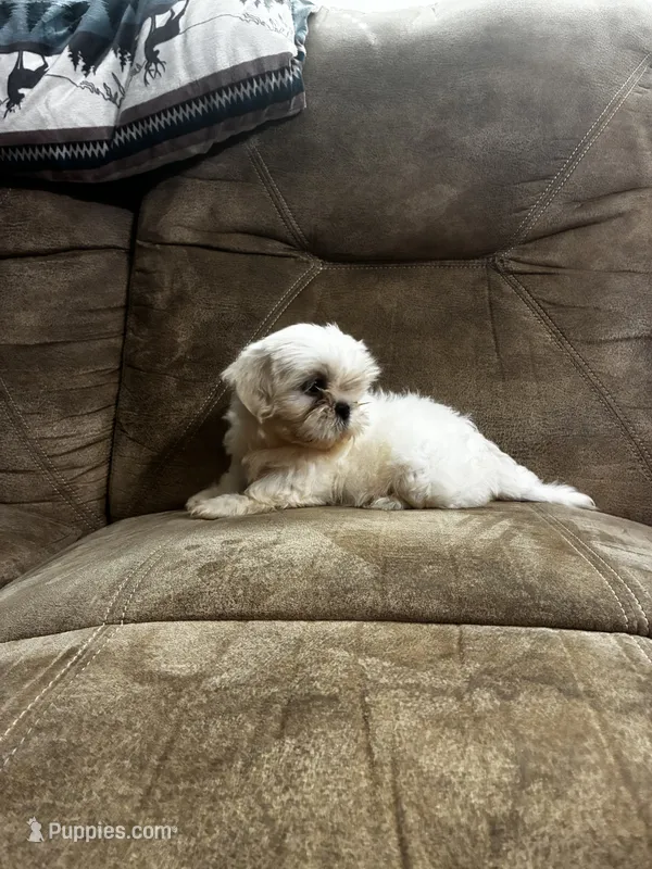 SALE- Handsome – Shih Tzu puppy for sale in Andrews, SC