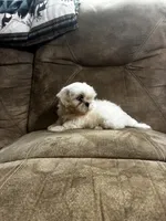 Handsome, a male Shih Tzu for sale in Andrews, SC – 3 of 7
