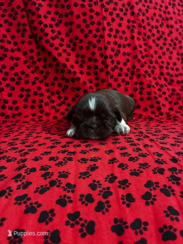 Brownie – Shih Tzu puppy for sale in Andrews, SC