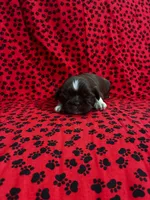 Brownie, a female Shih Tzu for sale in Andrews, SC – 1 of 3