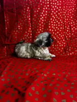 Chewy, a male Shih Tzu for sale in Andrews, SC – Photo 2 of 3