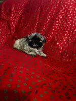 Chewy, a male Shih Tzu for sale in Andrews, SC – Photo 3 of 3