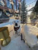 🌨️ARCTIC OWL🦉, a female Labrador Retriever for sale in Andrews, SC – 5 of 10