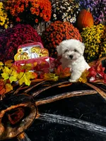 Casper, a male Maltese for sale in Andrews, SC – 2 of 3
