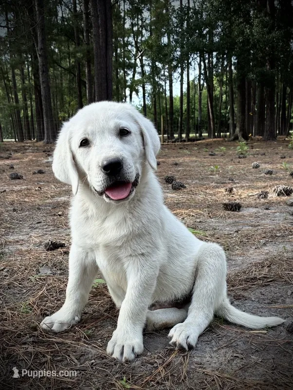 🧊 GLACIER 🏔️ – Labrador Retriever puppy for sale in Andrews, SC