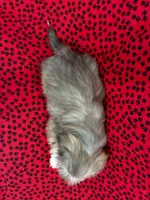 Simba, a male Shih Tzu for sale in Andrews, SC – 3 of 3