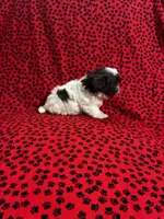 CoaCoa, a female Shih Tzu for sale in Andrews, SC – 5 of 8