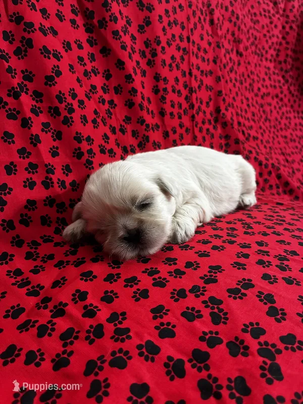 Chewy – Shih Tzu puppy for sale in Andrews, SC