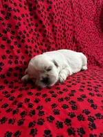 Chewy, a male Shih Tzu for sale in Andrews, SC – 1 of 3