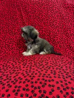 Zoey, a female Shih Tzu for sale in Andrews, SC – 2 of 5