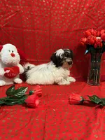 Sale, a male Shih Tzu for sale in Andrews, SC – Photo 1 of 8