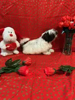 Sale, a male Shih Tzu for sale in Andrews, SC – Photo 3 of 8