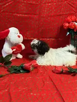Sale, a male Shih Tzu for sale in Andrews, SC – Photo 2 of 8