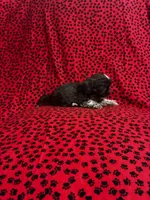 Browny, a female Shih Tzu for sale in Andrews, SC – 4 of 8