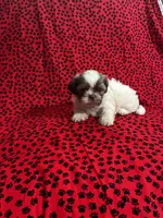 Lily, a female Shih Tzu for sale in Andrews, SC – 2 of 5