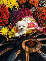 Casper, a male Maltese for sale in Andrews, SC – 3 of 3