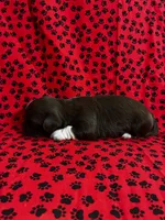 Brownie, a female Shih Tzu for sale in Andrews, SC – 3 of 3