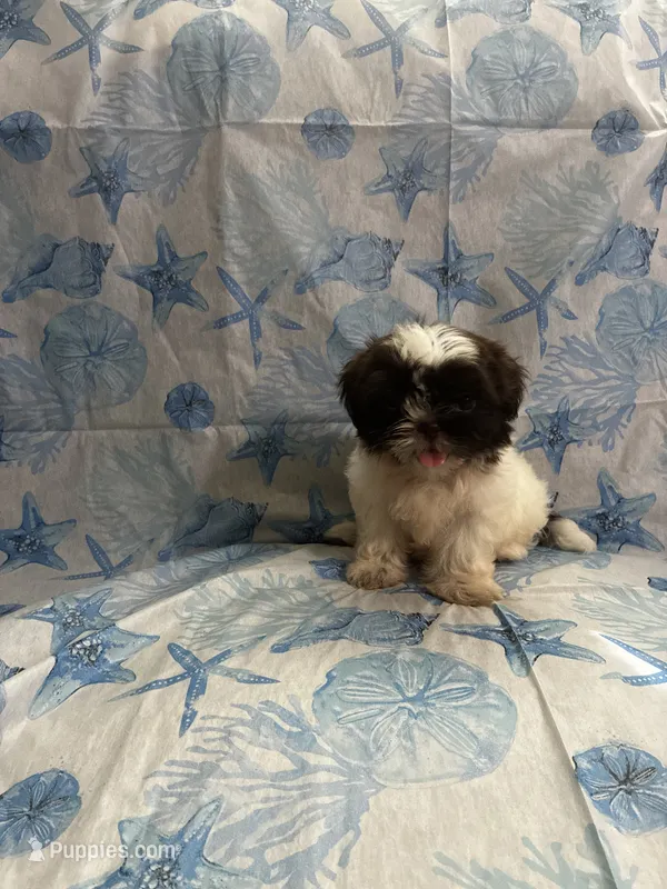 CoaCoa – Shih Tzu puppy for sale in Andrews, SC
