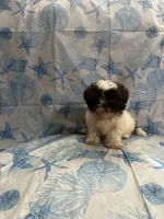 CoaCoa, a female Shih Tzu for sale in Andrews, SC – 1 of 8