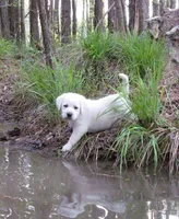 🤍 Magnolia🌺, a female Labrador Retriever for sale in Andrews, SC – 2 of 10
