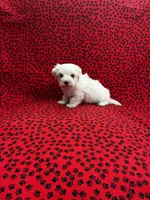 Casper, a male Maltese for sale in Andrews, SC – 4 of 4