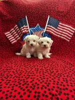 Snowball, a male Maltese for sale in Andrews, SC – 3 of 5