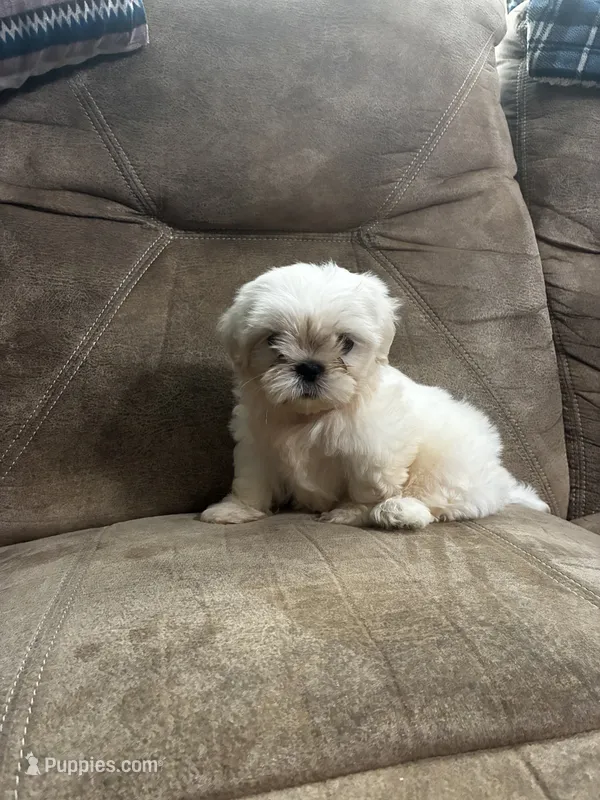 Snowball – Shih Tzu puppy for sale in Andrews, SC