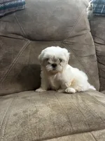Handsome, a male Shih Tzu for sale in Andrews, SC – 1 of 7