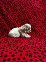 Cream, a male Shih Tzu for sale in Andrews, SC – 2 of 3