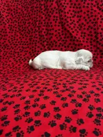 Chewy, a male Shih Tzu for sale in Andrews, SC – 2 of 3