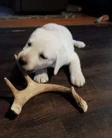 🌨️ARCTIC OWL🦉, a female Labrador Retriever for sale in Andrews, SC – 4 of 10