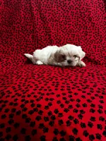 Snowball, a male Shih Tzu for sale in Andrews, SC – 3 of 6
